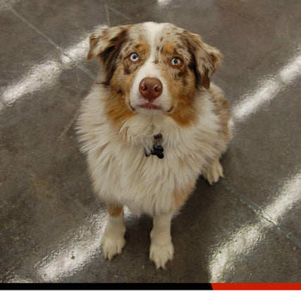Pet SuppliesA friendly Australian Shepherd sits in our store, looking up at the camera with a poised expression. A regular visitor, this pup seems right at home, striking a perfect pose while taking in the surroundings.
