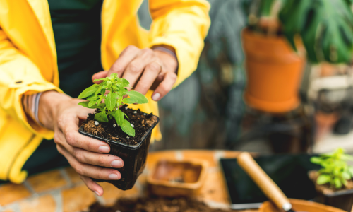 Man holding live plant