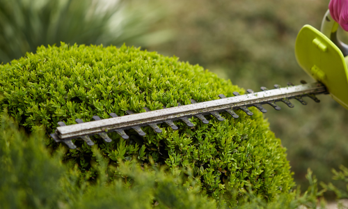 Hedge being trimmed by hedge trimmer