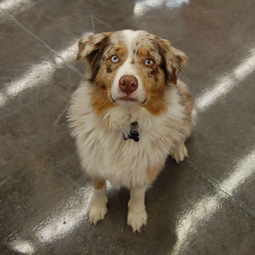 Dog with a collar standing on a concrete floor