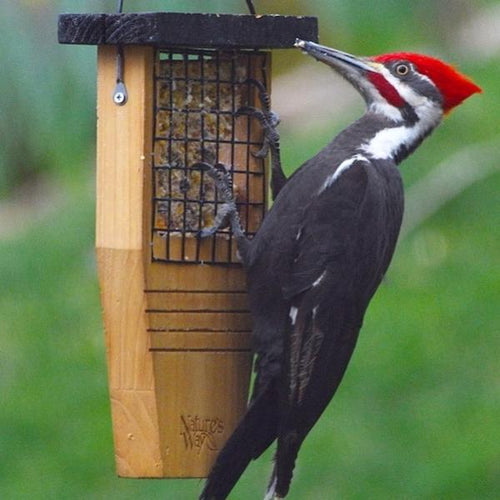 Nature's Way Tail-prop Suet Feeder